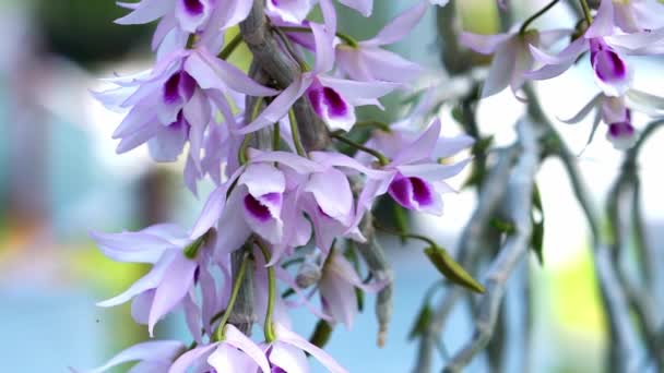 Dendrobium Aphyllum Orquídeas Flores Florecen Primavera Año Nuevo Lunar 2023 — Vídeos de Stock