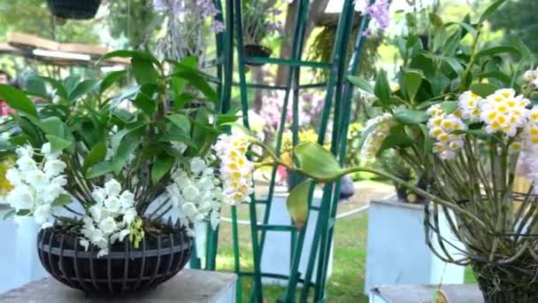 デンドロビウムアブラム蘭は春の月の新年2023に咲き 熱帯庭園で装飾された珍しい野生の蘭 自然の美しさを飾ります — ストック動画