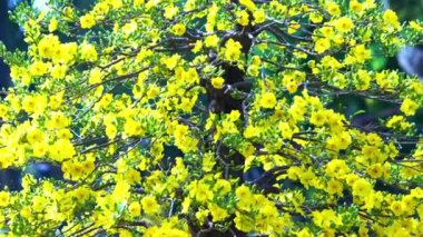Süslü kayısı ağacı 2023 bahar sabahı kültür parkında parlak bir şekilde çiçek açar. Bu çiçek, her yıl Ay Yeni Yılı boyunca Vietnamlılar için şansı simgeler..