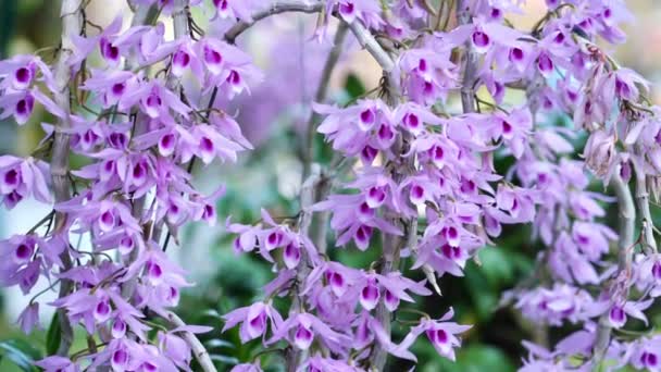 Dendrobium Aphyllum Orquídeas Flores Florecen Primavera Año Nuevo Lunar 2023 — Vídeo de stock