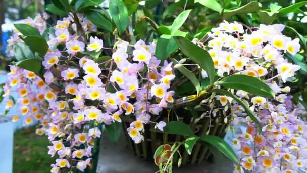 デンドロビウムアブラム蘭は春の月の新年2023に咲き 熱帯庭園で装飾された珍しい野生の蘭 自然の美しさを飾ります — ストック動画