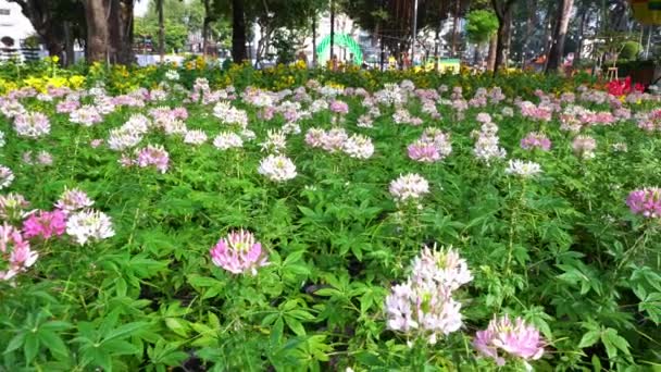 Chi Minh City Wietnam Stycznia 2023 Ekologia Kwiatów Ogrodowych Parku — Wideo stockowe