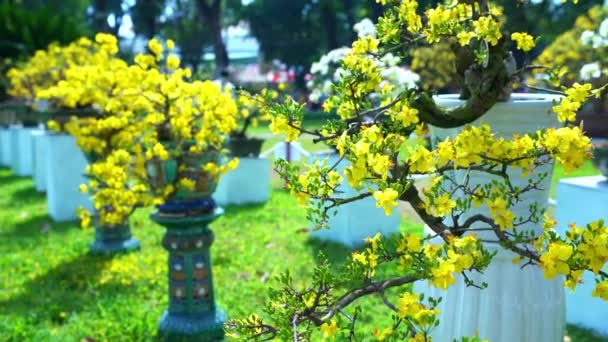 Декоративне Абрикосове Дерево Яскраво Цвіте Культурному Парку Навесні Вранці 2023 — стокове відео