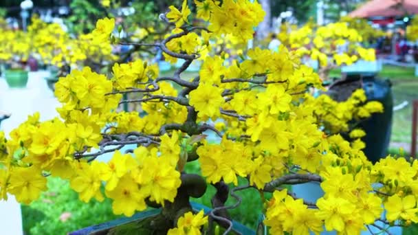 Prydnadsträdet Blommar Ljust Kulturparken Våren 2023 Denna Blomma Symboliserar Lycka — Stockvideo