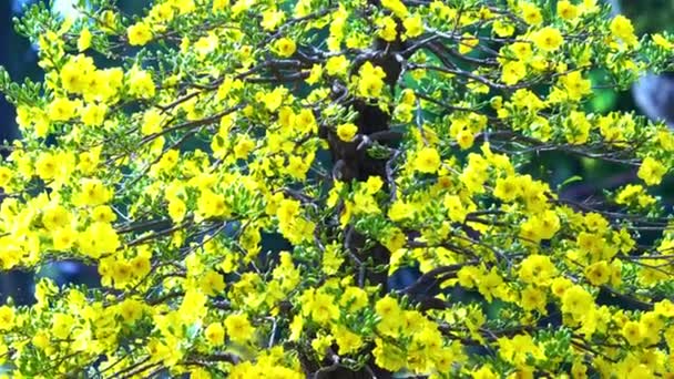 Sierabrikozenboom Bloeit Helder Het Culturele Park Voorjaarsochtend Van 2023 Deze — Stockvideo