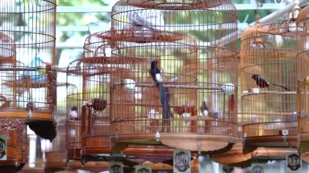 歌唱コンテストのケージの警告者は ベトナムのホーチミン市の旧正月中に公園に集まるために世界中の多くの鳥を引き付けます — ストック動画