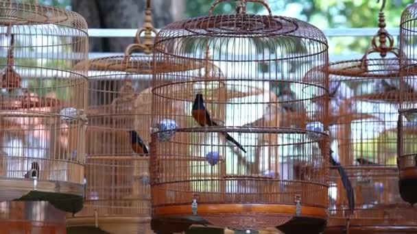 歌唱コンテストのケージの警告者は ベトナムのホーチミン市の旧正月中に公園に集まるために世界中の多くの鳥を引き付けます — ストック動画