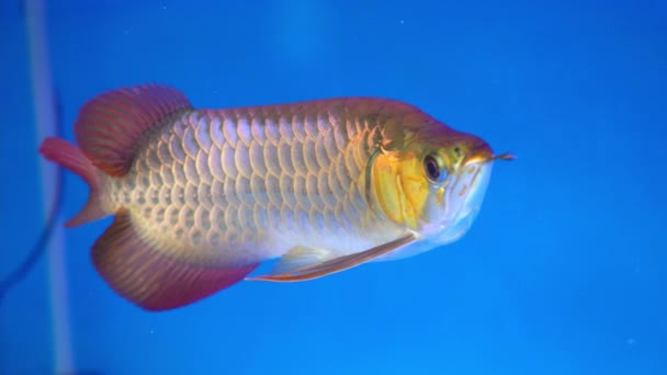 수족관에 아로와나는 몸이길 물고기로서 수족관에서 장식용으로 아름다운 모양을 — 비디오
