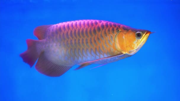 Arowana Aquarium Favorite Fish Long Body Beautiful Dragon Shape Colorful — Stock Video