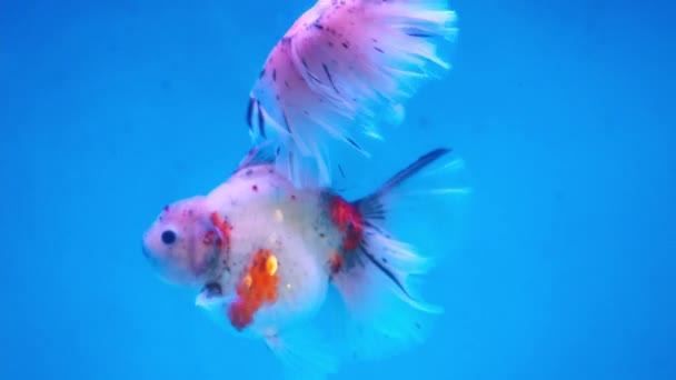 Pet Ornamental Goldfish Carassius Auratus Family Cyprinida Ranchu Lionhead Goldfish — Stock Video