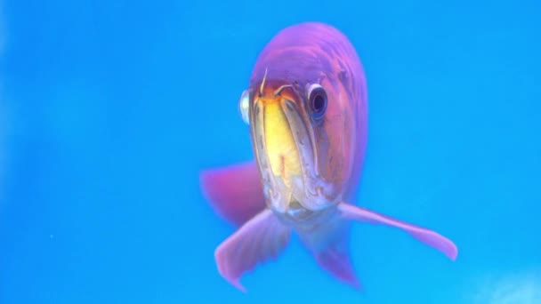 水族館のアロワナ 長い体の好きな魚 豊かな家族の水族館で装飾のためのカラフルな美しい龍の形 — ストック動画