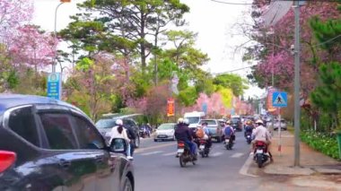 Da Lat, Vietnam - 25 Ocak 2023: Vietnam 'da güzel bir bahar sabahı yol kenarında kiraz ağaçları açarken yoğun bir virajın köşesinde trafik vardı.