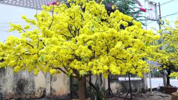 나무가 앞에서 피웁니다 시골에 베트남 사람들의 음력설을 상징하는 꽃입니다 — 비디오