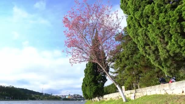 ベトナムのダラットの晴れた春の朝に道路側に沿って桜の木が咲きます — ストック動画