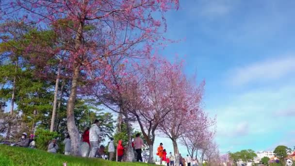 ベトナムのダラット 1月25日 2023 観光客は ベトナムのダラットの美しい春の朝にシュン ホン湖の岸に沿ってチェリー エプロコットの木で写真を撮ります — ストック動画
