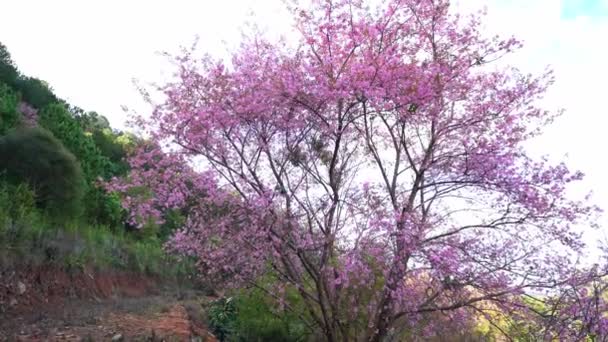 ベトナムのダラットの平和な春を歓迎するために咲く桜のエプロコットの木と丘の朝の景色 — ストック動画