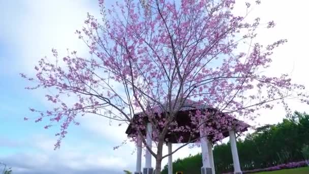 樱花沿着郊区的街道盛开 通向乡村高原的村庄 迎接春天的到来 — 图库视频影像