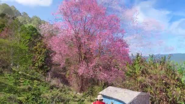 Vista Manhã Encosta Com Damascos Cerejeira Flor Para Acolher Pacífica — Vídeo de Stock