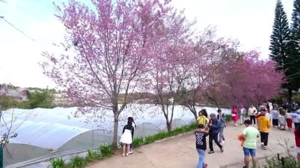 Lat Vietnã Janeiro 2023 Fileiras Sakura Silvestres Plantadas Áreas Residenciais — Vídeo de Stock