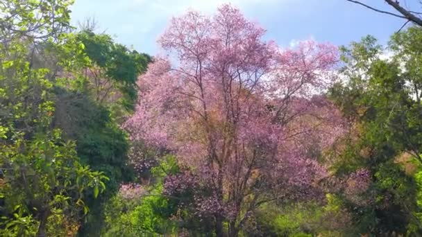 Poranny Widok Wzgórze Wiśniowych Drzew Moreli Rozkwicie Powitać Spokojnej Wiosny — Wideo stockowe