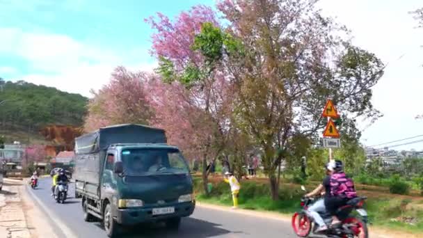 Лат Єтнам Січня 2023 Рух Розі Зайнятої Кривої Вишневі Квітучі — стокове відео