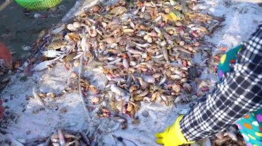 Phan Thiet, Vietnam - 12 Şubat 2023: Balık pazarı deniz manzarası insanlar sepette balık satışı için toplandı, kürek çeken balıkçılar Phan Thiet, Vietnam 'da bir balıkçı köyü getirdiler