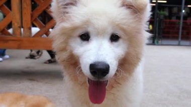 Samoyed, Sibirya kökenli bir av köpeği türüdür. Bu köpek, kar beyazı paltolu ve kurt benzeri özellikleri olan bir köpek..