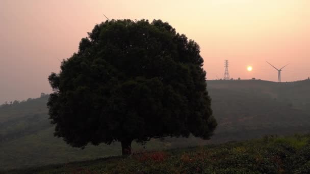 Pohon Tua Kesepian Antara Ladang Teh Dengan Banyak Momen Hari — Stok Video