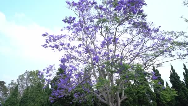 Δέντρα Jacaranda Ανθίζουν Στο Πάρκο Κατά Μήκος Του Δρόμου Σηματοδοτώντας — Αρχείο Βίντεο