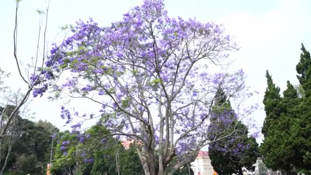 ダラット ベトナム 4月11日 2023 ジャカランダの花の木は ベトナムのダラット高原の花の都市の雨季の変化を示す街角で明るく咲いています — ストック動画