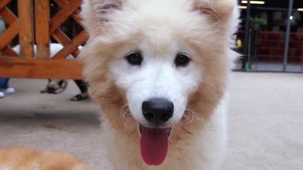 サモイドはシベリア原産の狩猟犬の品種で この種の優れた特徴である雪白いコートと多くのオオカミのような特性を持つ個性を持つ犬です — ストック動画