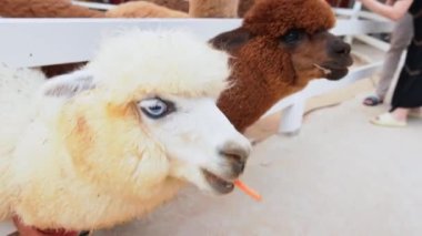 Çiftlikteki Alpaca. Alpakalar, hem örgü hem de dokuma için kullanılan koyun yününe benzeyen lifleri için yetiştirilirler..
