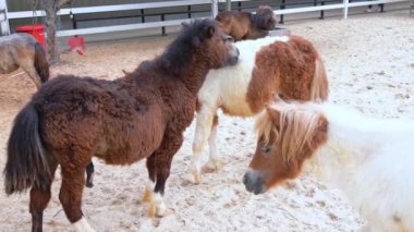 Çiftlikteki Alpaca. Alpakalar, hem örgü hem de dokuma için kullanılan koyun yününe benzeyen lifleri için yetiştirilirler..