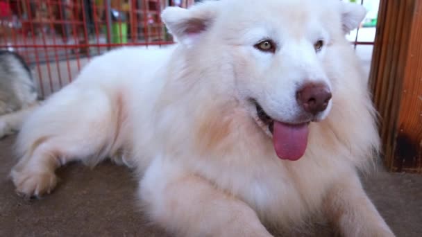 Samoyed Breed Hunting Dog Originating Siberia Dog Snow White Coat — Video Stock