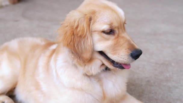 Golden Retriever Domesticated Pet Medium Sized Dog Belonging Active Playful — Stock Video