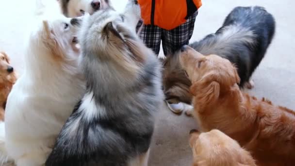 Alaska Malamute Hondenportret Huisdier Zijn Zeer Vriendelijk Goed Overmatig Moet — Stockvideo