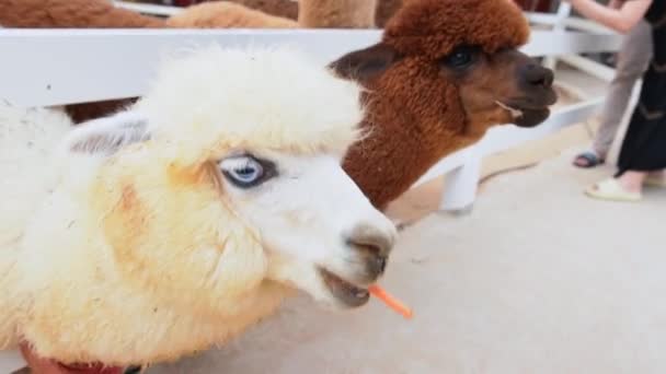 Alpaka Farmě Alpaky Byly Vyšlechtěny Pro Jejich Vlákno Které Podobné — Stock video