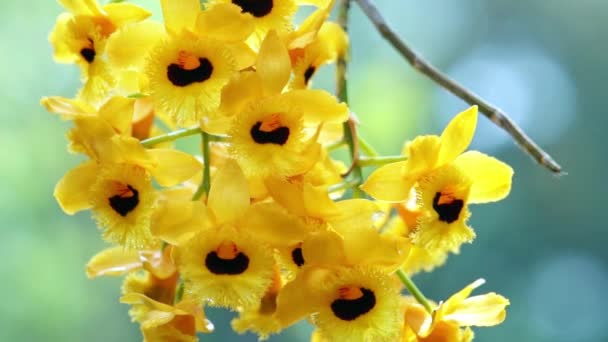 Dendrobium Aphyllum Орхидеи Цветы Цветут Весной Украшают Красоту Природы Редкие — стоковое видео