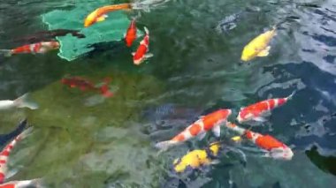 Temiz suda renkli koi balıklarından oluşan hareketli bir grup. Bu küçük göllerde yaşayan bir Japon sazan türüdür.