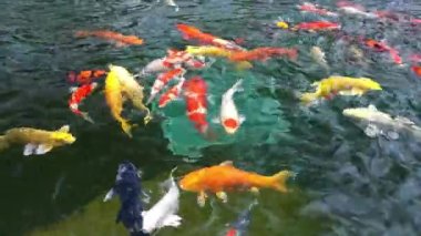 Temiz suda renkli koi balıklarından oluşan hareketli bir grup. Bu küçük göllerde yaşayan bir Japon sazan türüdür.