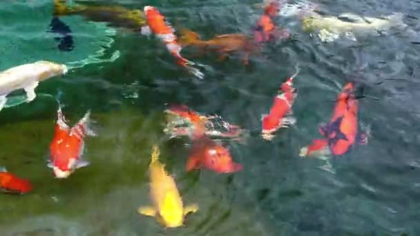 Движущаяся Группа Разноцветных Кои Рыб Чистой Воде Вид Японского Карпа — стоковое видео