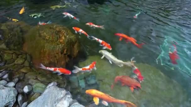 Temiz Suda Renkli Koi Balıklarından Oluşan Hareketli Bir Grup Küçük — Stok video