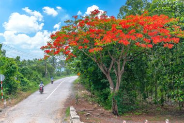 Tien Giang, Vietnam - 6 Temmuz 2019: Kraliyet Poinciana ağaçları yol boyunca çiçek açarken motosikletle güneşli bir sabahta kırsal Tien Giang, Vietnam 'da huzurlu bir şekilde geri dönüyorlar.