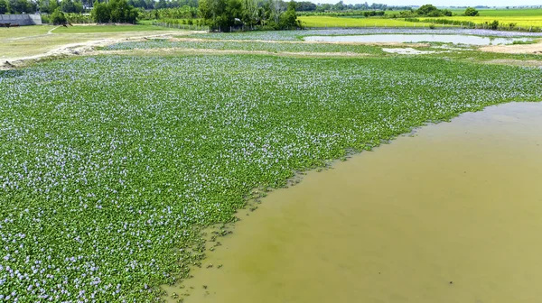 The countryside of Vinh Hung, Long An, Vietnam with fields of water hyacinths in early morning is very peaceful. The homeland of Vietnam has many things that everyone remember