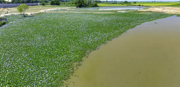 The countryside of Vinh Hung, Long An, Vietnam with fields of water hyacinths in early morning is very peaceful. The homeland of Vietnam has many things that everyone remember