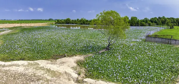The countryside of Vinh Hung, Long An, Vietnam with fields of water hyacinths and lonely cajuput trees in early morning is very peaceful. The homeland of Vietnam has many things that everyone remember