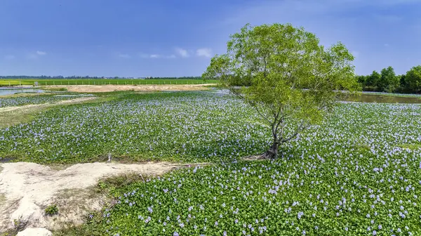 The countryside of Vinh Hung, Long An, Vietnam with fields of water hyacinths and lonely cajuput trees in early morning is very peaceful. The homeland of Vietnam has many things that everyone remember