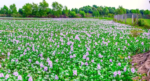 The countryside of Vinh Hung, Long An, Vietnam with field of water hyacinths in early morning is very peaceful. The homeland of Vietnam has many things that everyone remember