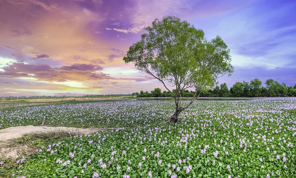 The countryside of Vinh Hung, Long An, Vietnam with field of water hyacinths and lonely cajuput tree in sunset sky is very peaceful. The homeland of Vietnam has many things that everyone remember