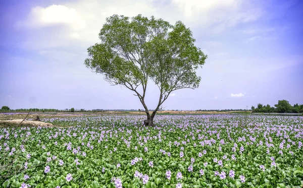 The countryside of Vinh Hung, Long An, Vietnam with field of water hyacinths and lonely cajuput tree in early morning is very peaceful. The homeland of Vietnam has many things that everyone remember